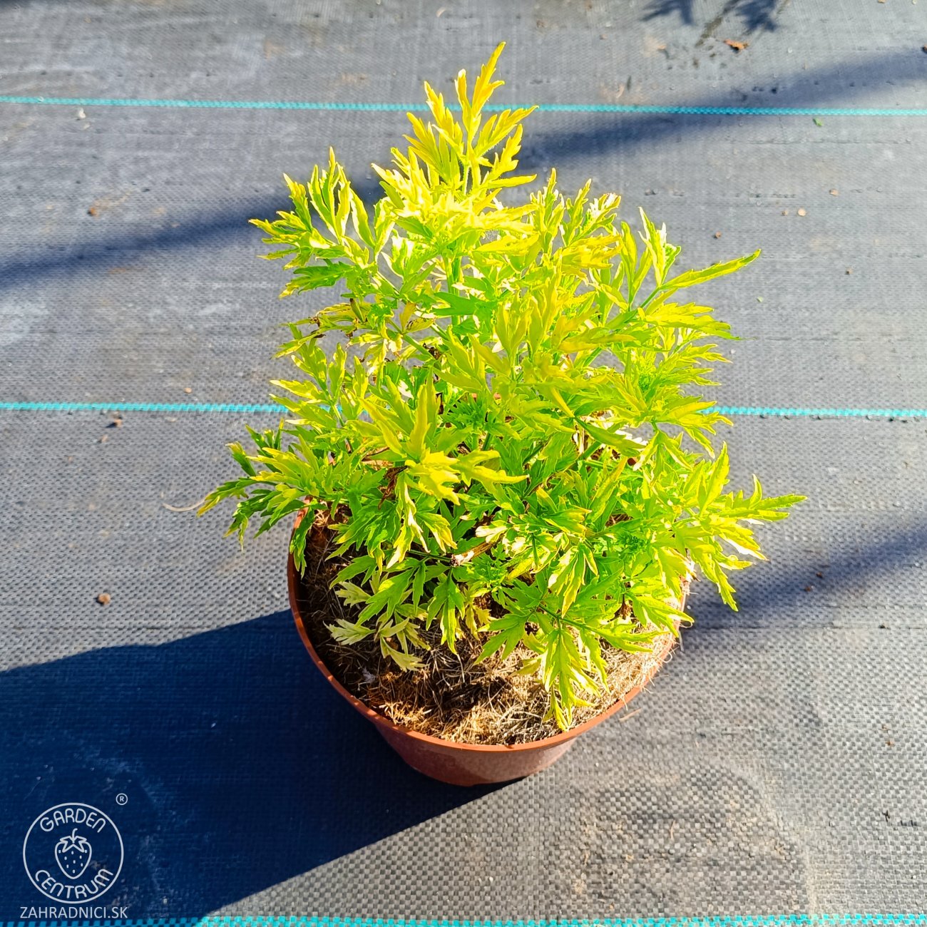 Obrázok Baza čierna (Sambucus Nigra) ´GOLDEN TOWER´® - výška 20-30 cm, kont. C2L